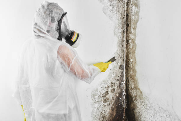 Best Mold Testing  in Marksville, LA