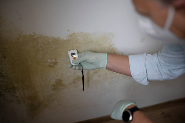 Best Mold Damage Repair  in Marksville, LA