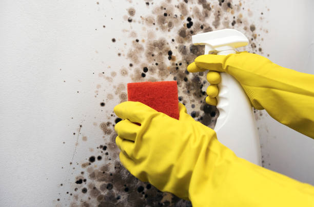 Best Crawl Space Mold Removal  in Marksville, LA