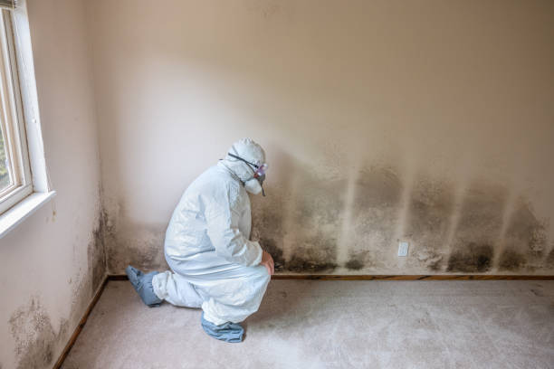 Best Mold Cleaning Services  in Marksville, LA