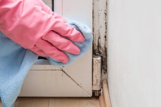Trusted Marksville, LA Mold Removal Experts