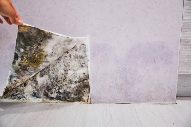 Best Emergency Mold Removal  in Marksville, LA